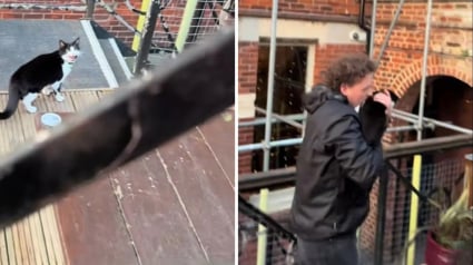 Illustration : De sortie au bar, ils oublient de nourrir leur chat, mais le f&eacute;lin les retrouve pour r&eacute;clamer son d&icirc;ner (vid&eacute;o)