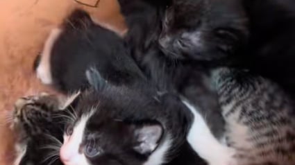 Illustration : Une chatte met bas dans un pot de fleurs, des employ&eacute;s se mobilisent pour sauver toute la port&eacute;e (vid&eacute;o)