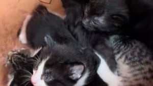 Illustration : Une chatte met bas dans un pot de fleurs, des employ&eacute;s se mobilisent pour sauver toute la port&eacute;e (vid&eacute;o)