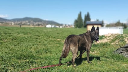 Illustration : Abandonn&eacute; apr&egrave;s une bagarre avec une autre chienne, ce toutou attend sa seconde chance depuis un an