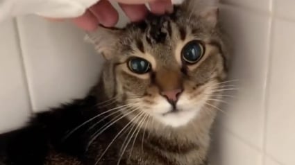 Illustration : Les locataires d'un immeuble s'organisent pour nourrir et rassurer le chat de leur voisin d&eacute;c&eacute;d&eacute; avec des paniers &agrave; chaque &eacute;tage 