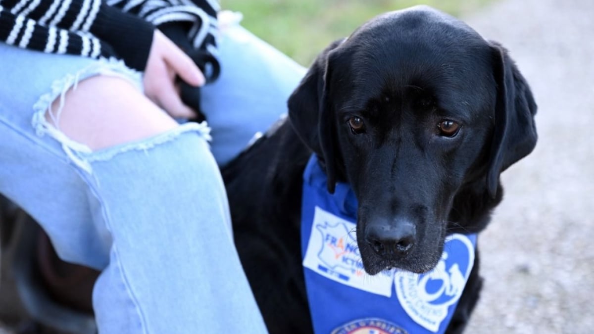 Illustration : "Après avoir aidé plus de 300 personnes dans les tribunaux, Lol, chien précurseur dans le domaine du soutien aux victimes, prend sa retraite"