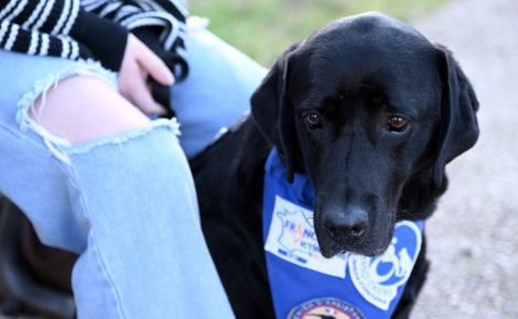 Après avoir aidé plus de 300 personnes dans les tribunaux, Lol, chien précurseur dans le domaine du soutien aux victimes, prend sa retraite