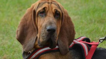 Illustration : Un chien pisteur vient en aide &agrave; des gendarmes en localisant une septuag&eacute;naire introuvable depuis 50 heures