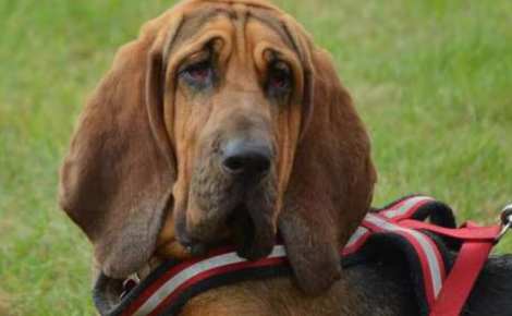 Un chien pisteur vient en aide à des gendarmes en localisant une septuagénaire introuvable depuis 50 heures
