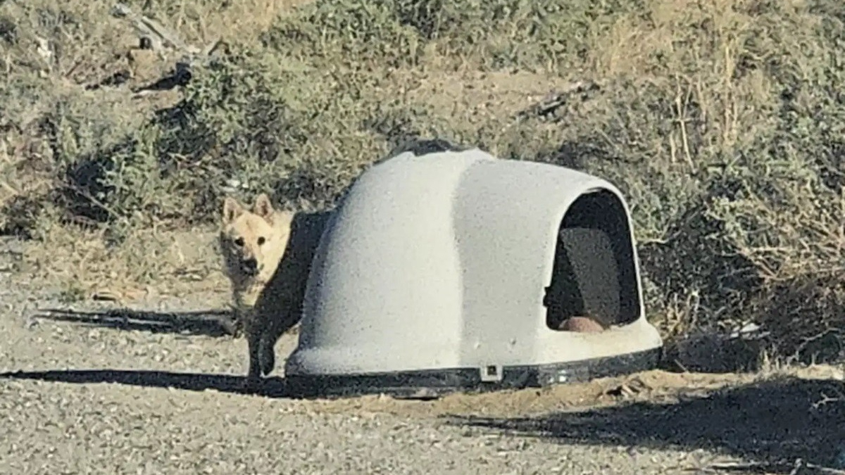 Illustration : "Cette chienne abandonnée dans son igloo « coche toutes les cases » pour un homme en quête d'un compagnon calme et au cœur doux "