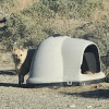 Illustration : Cette chienne abandonn&eacute;e dans son igloo &laquo; coche toutes les cases &raquo; pour un homme en qu&ecirc;te d'un compagnon calme et au c&oelig;ur doux 