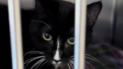 Illustration : Une chatte tuxedo particuli&egrave;rement timide attend sa nouvelle famille apr&egrave;s avoir gu&eacute;ri de tr&egrave;s graves probl&egrave;mes digestifs (vid&eacute;o)