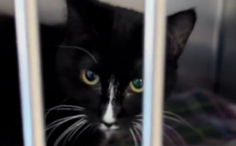 Une chatte tuxedo particulièrement timide attend sa nouvelle famille après avoir guéri de très graves problèmes digestifs (vidéo)