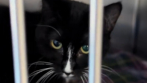 Illustration : Une chatte tuxedo particulièrement timide attend sa nouvelle famille après avoir guéri de très graves problèmes digestifs (vidéo)