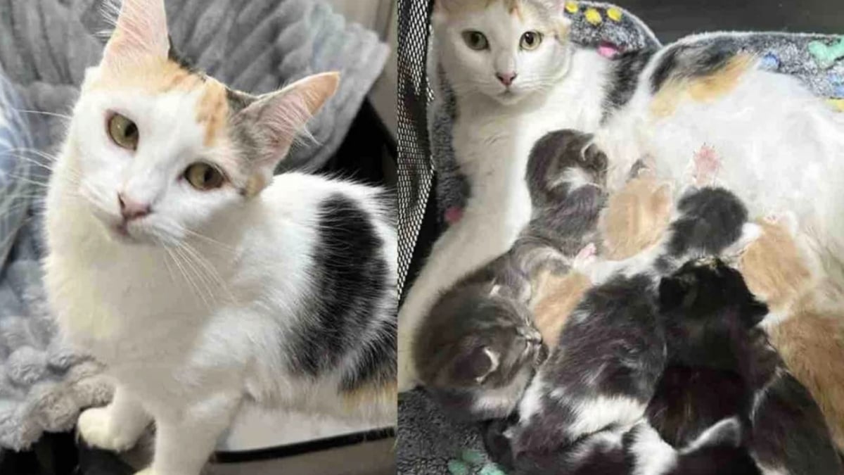 Illustration : "Accueillie par une famille avec ses 8 chatons, une chatte allaitante épuisée parvient à tenir le cap de la maternité"