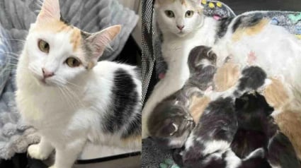 Illustration : Accueillie par une famille avec ses 8 chatons, une chatte allaitante &eacute;puis&eacute;e parvient &agrave; tenir le cap de la maternit&eacute;