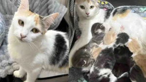 Illustration : Accueillie par une famille avec ses 8 chatons, une chatte allaitante épuisée parvient à tenir le cap de la maternité