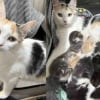 Illustration : Accueillie par une famille avec ses 8 chatons, une chatte allaitante &eacute;puis&eacute;e parvient &agrave; tenir le cap de la maternit&eacute;