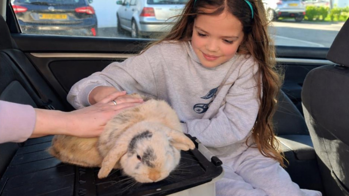 Illustration : "En Angleterre, un lapin disparu durant 4 ans a fait son retour auprès de sa jeune maîtresse lors du dimanche de Pâques"