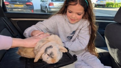 Illustration : En Angleterre, un lapin disparu durant 4 ans a fait son retour aupr&egrave;s de sa jeune ma&icirc;tresse lors du dimanche de P&acirc;ques