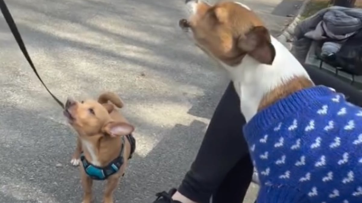 Illustration : "2 chiens abandonnés ensemble et adoptés séparément offrent une scène de joie grâce aux retrouvailles secrètement organisées par leurs maîtres (vidéo)"
