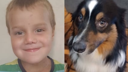 Illustration : Un Berger Australien qui s'est bless&eacute; en prot&eacute;geant son jeune ma&icirc;tre atteint d'autisme tomb&eacute; dans un foss&eacute; est soign&eacute; gr&acirc;ce &agrave; une cagnotte solidaire