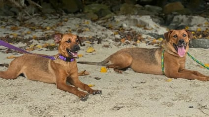 Illustration : 2 chiennes abandonn&eacute;es, tr&egrave;s craintives et encha&icirc;n&eacute;es &agrave; la porte d'un refuge ont pu &ecirc;tre rassur&eacute;es et prises en charge gr&acirc;ce &agrave; des bulles de savon