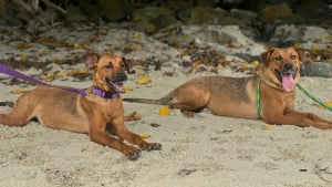 Illustration : 2 chiennes abandonnées, très craintives et enchaînées à la porte d'un refuge ont pu être rassurées et prises en charge grâce à des bulles de savon