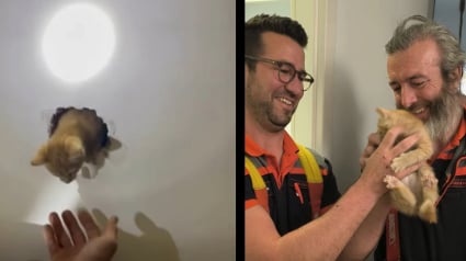 Illustration : Lors d&rsquo;un sauvetage nocturne de 3 heures, les pompiers lib&egrave;rent 2 chatons coinc&eacute;s derri&egrave;re une baignoire en per&ccedil;ant l&rsquo;appartement du dessous (vid&eacute;o)