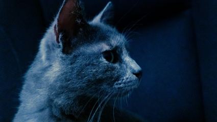 Illustration : Les chats peuvent-ils voir dans le noir complet ? La v&eacute;rit&eacute; scientifique