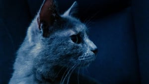 Illustration : Les chats peuvent-ils voir dans le noir complet ? La v&eacute;rit&eacute; scientifique