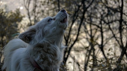 Illustration : Pourquoi les chiens hurlent-ils au passage d'une sir&egrave;ne d'ambulance ?