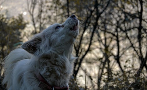 Pourquoi les chiens hurlent-ils au passage d'une sirène d'ambulance ?