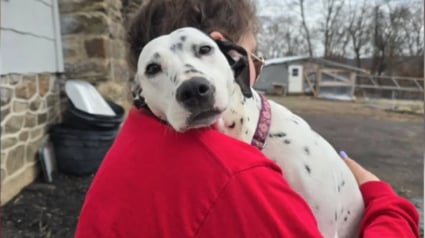 Illustration : D&eacute;couvert &agrave; l'agonie dans une ruelle, ce Dalmatien survit gr&acirc;ce &agrave; ses sauveurs et trouve une famille aimante