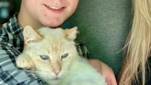 Illustration : Disparu la veille d'un déménagement, un chat retrouve sa famille 7 ans après grâce à sa puce et à une bénévole déterminée