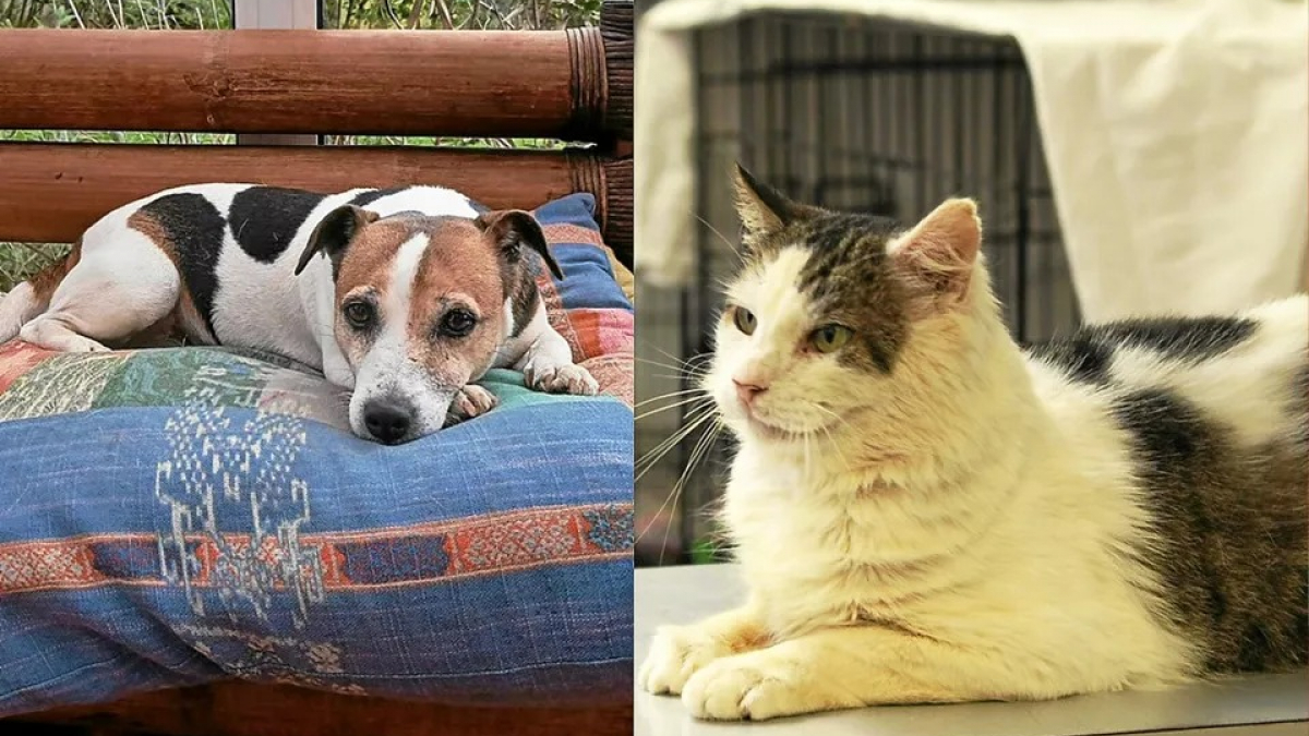 Illustration : "Un refuge de Bretagne cherche activement des familles pour adopter un chien et un chat particulièrement âgés"