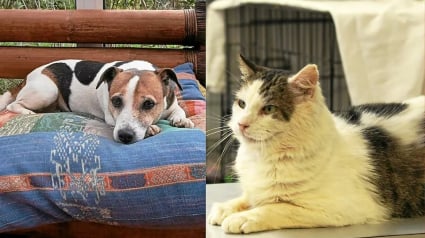 Illustration : Un refuge de Bretagne cherche activement des familles pour adopter un chien et un chat particuli&egrave;rement &acirc;g&eacute;s