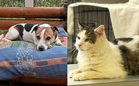 Un refuge de Bretagne cherche activement des familles pour adopter un chien et un chat particulièrement âgés