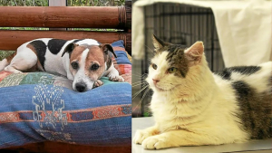 Illustration : Un refuge de Bretagne cherche activement des familles pour adopter un chien et un chat particulièrement âgés