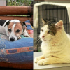 Illustration : Un refuge de Bretagne cherche activement des familles pour adopter un chien et un chat particuli&egrave;rement &acirc;g&eacute;s