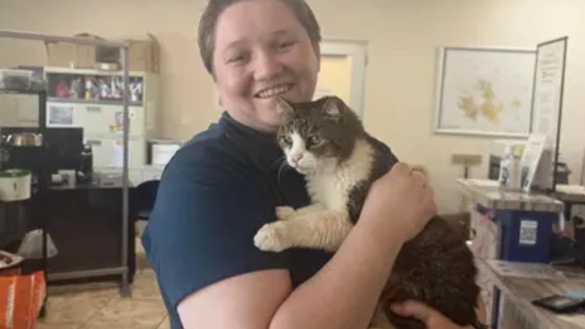 Illustration : "Disparue pendant 5 ans, une chatte identifiée grâce à sa puce retrouve sa famille soulagée qu'elle reconnaît immédiatement"