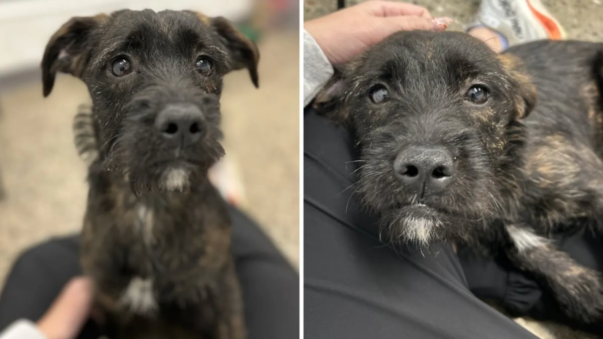 Illustration : "Abandonnée dans un parc avec ses croquettes, cette petite chienne se remet doucement de cette épreuve et cherche un foyer"