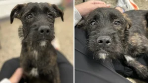 Illustration : Abandonnée dans un parc avec ses croquettes, cette petite chienne se remet doucement de cette épreuve et cherche un foyer