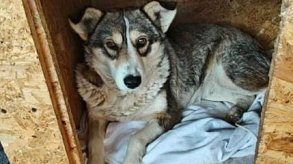 Illustration : &laquo; Elle a juste besoin d&rsquo;&ecirc;tre aim&eacute;e &raquo;, cette chienne qui a perdu ses chiots attend une famille pleine d'amour