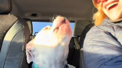 Illustration : R&eacute;duit au silence avec un collier anti-aboiements, ce chien retrouve sa voix et le bonheur avec son adoptante qu'il remercie en &laquo; chantant &raquo; (vid&eacute;o)