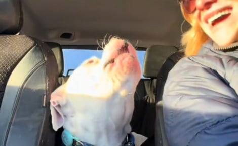 Réduit au silence avec un collier anti-aboiements, ce chien retrouve sa voix et le bonheur avec son adoptante qu'il remercie en « chantant » (vidéo)