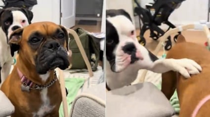 Illustration : Un Boxer inquiet aboie en croyant qu&rsquo;on fait du mal au b&eacute;b&eacute; qui a simplement besoin de faire un rot (vid&eacute;o)