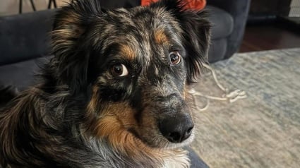 Illustration : Bless&eacute;e par balle par un livreur &laquo; effray&eacute; &raquo;, une chienne dispara&icirc;t mais retrouve son foyer une semaine plus tard gr&acirc;ce &agrave; un drone