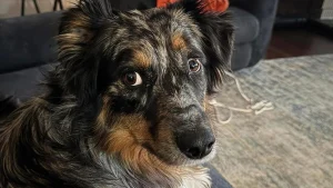 Illustration : "Blessée par balle par un livreur « effrayé », une chienne disparaît mais retrouve son foyer une semaine plus tard grâce à un drone"