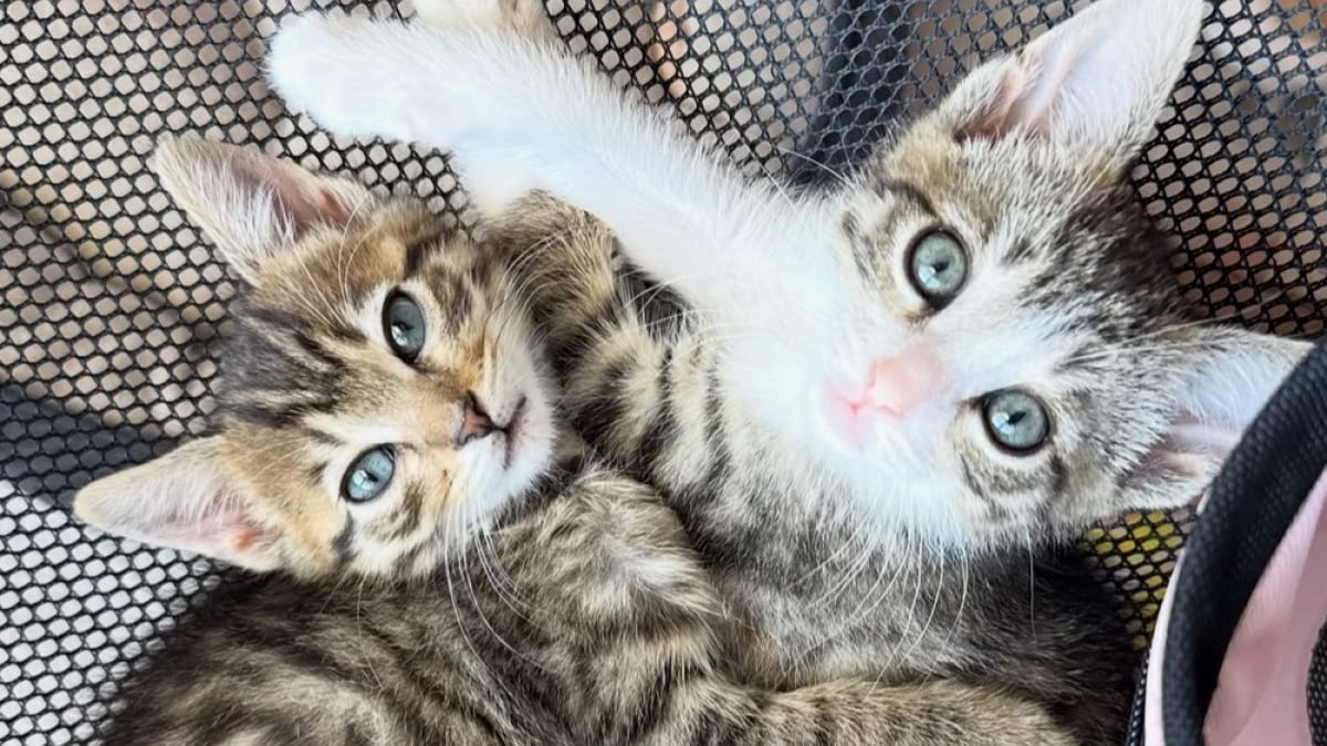 Illustration : "« Je me suis donné pour mission de leur trouver une maison ensemble », le beau combat d'une bénévole pour faire adopter 2 petits chats soudés"