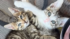 Illustration : « Je me suis donné pour mission de leur trouver une maison ensemble », le beau combat d'une bénévole pour faire adopter 2 petits chats soudés