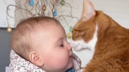 Illustration : Un chat et un b&eacute;b&eacute; mettent en &eacute;vidence un lien tr&egrave;s fort en se c&acirc;linant tendrement (vid&eacute;o)
