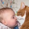 Illustration : Un chat et un b&eacute;b&eacute; mettent en &eacute;vidence un lien tr&egrave;s fort en se c&acirc;linant tendrement (vid&eacute;o)