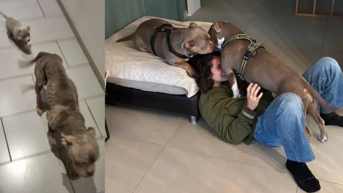 Illustration : "Affamée au point de manger du carton et trop faible pour nourrir ses chiots, cette chienne s'épanouit avec sa fille auprès de leurs adoptants"